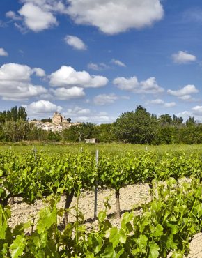 Viñedos en la Ribera