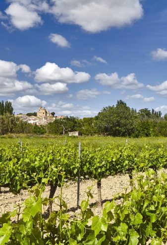 Viñedos en la Ribera