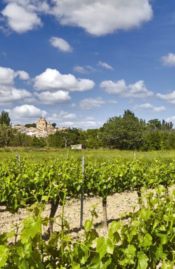 Viñedos en la Ribera