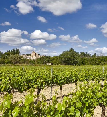 Viñedos en la Ribera