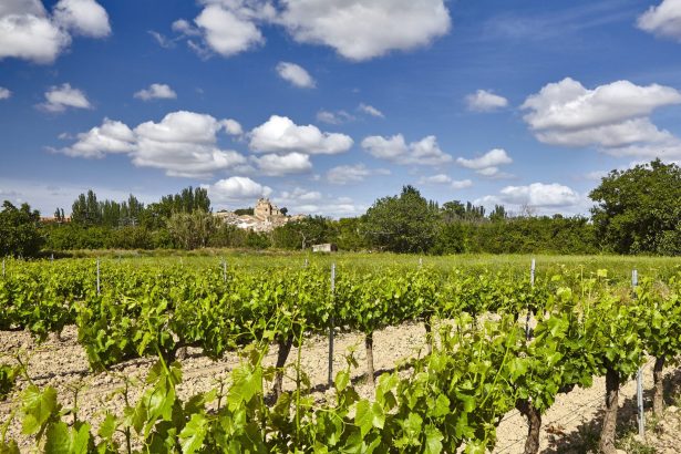 Viñedos en la Ribera